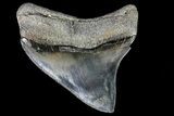 Serrated, Fossil Megalodon Tooth - Awesome Posterior Tooth #82738-1